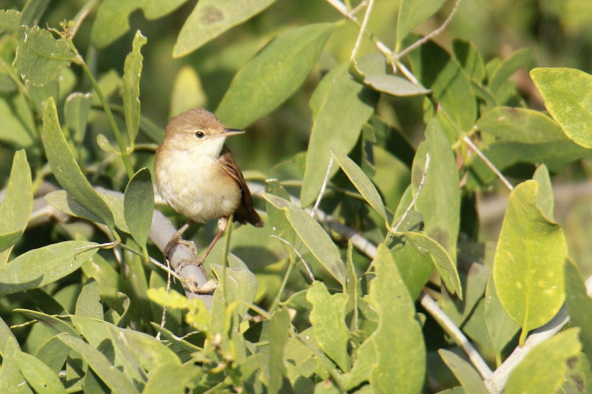 Common Reed Warbler (Mangrove) - ML553747631