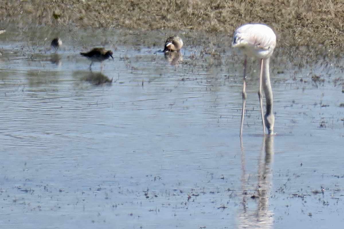 Garganey - ML553748101