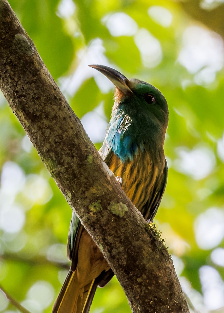 Blue-bearded Bee-eater - ML553748121