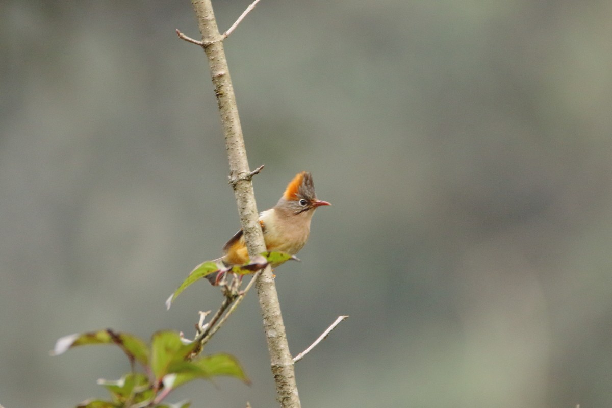 Rufous-vented Yuhina - ML553748131