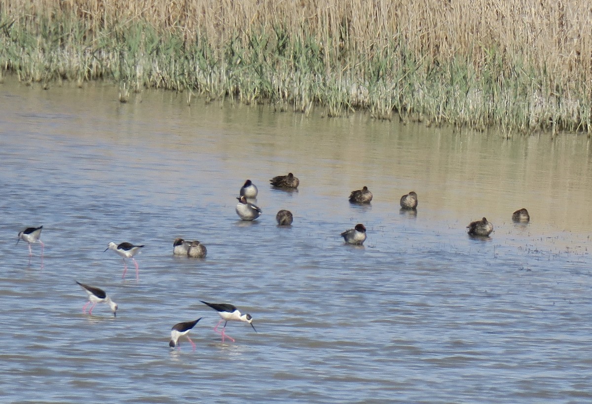 Green-winged Teal - ML553748141