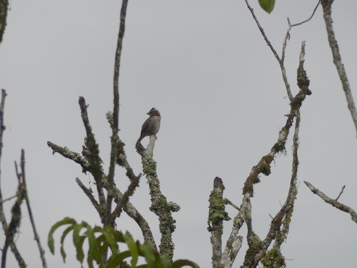 Rufous-collared Sparrow - ML553748171