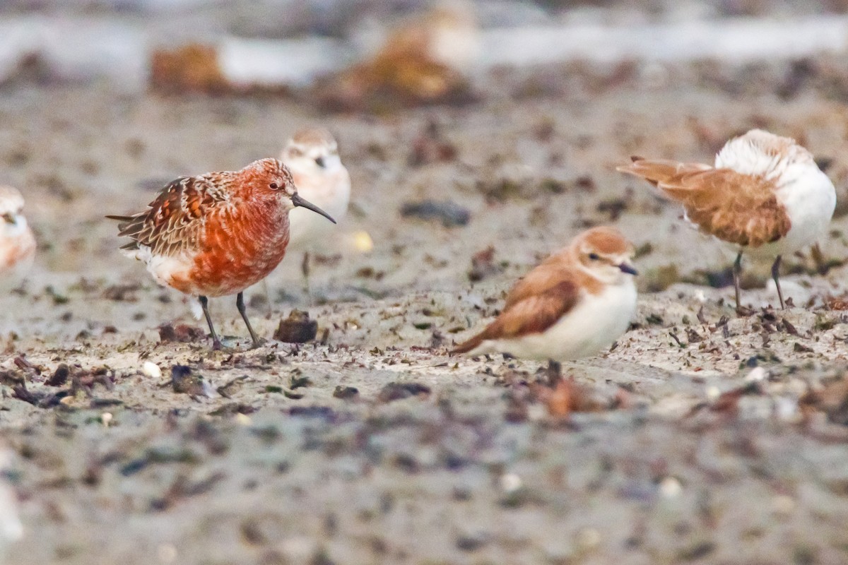 Curlew Sandpiper - ML553749121