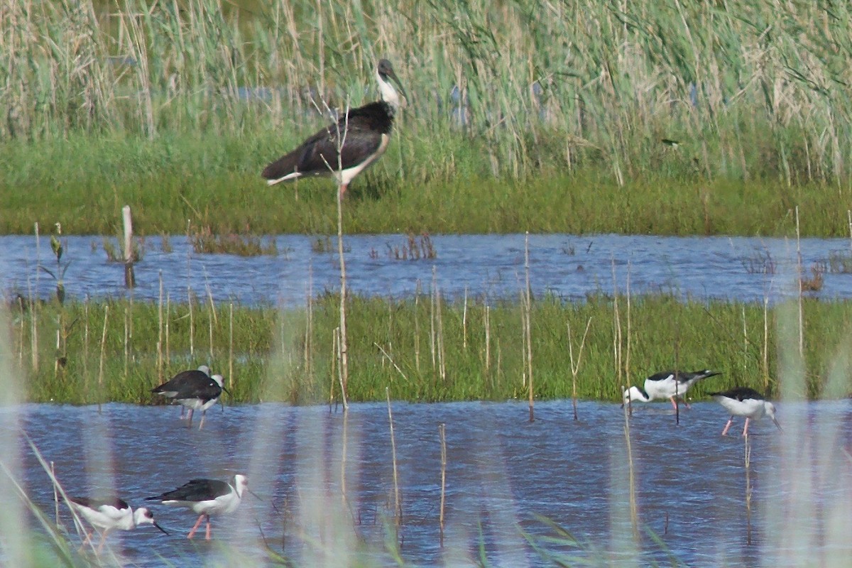 Straw-necked Ibis - ML553749441