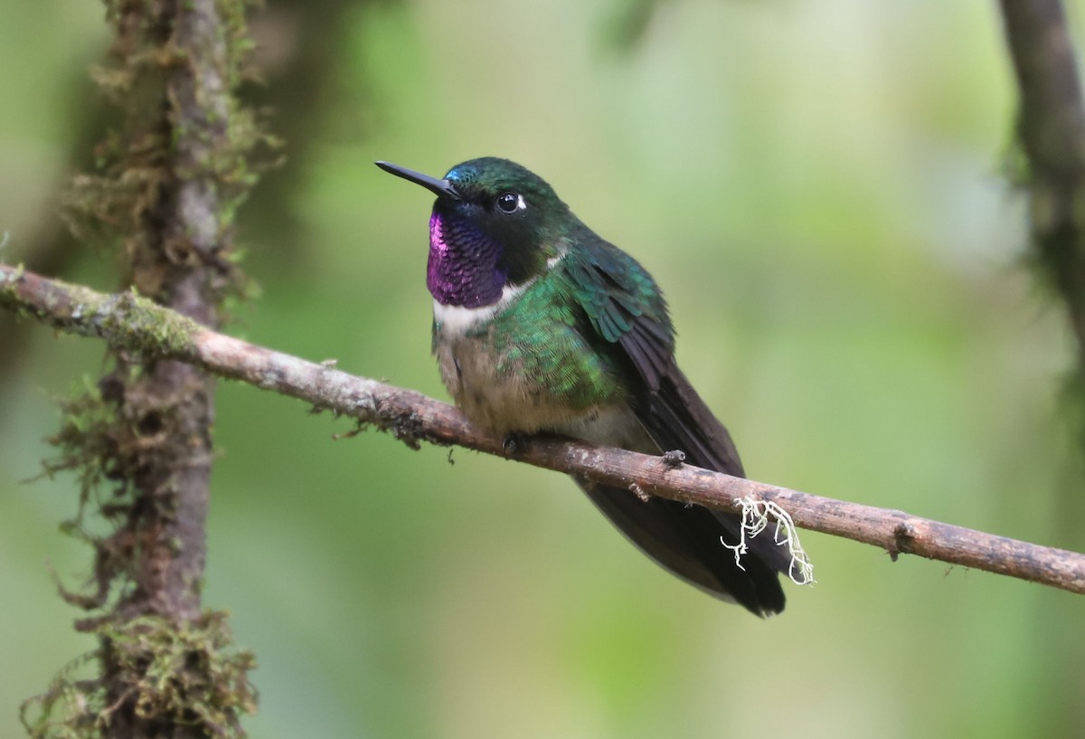 Amethyst-throated Sunangel - William Hull