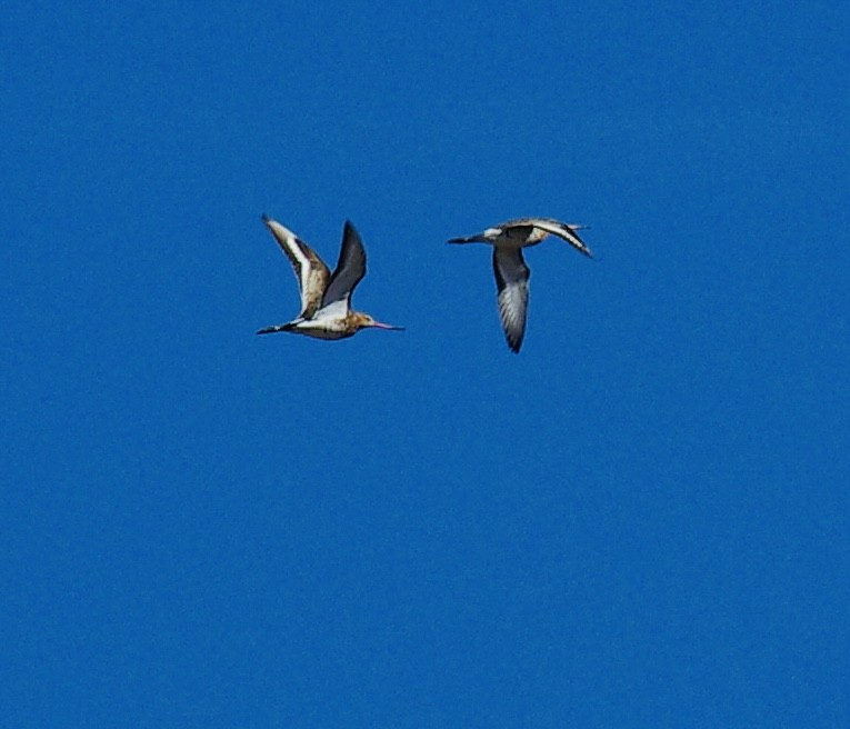 Black-tailed Godwit - ML553751601