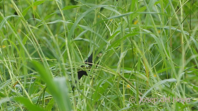 Nicaraguan Seed-Finch - ML553752651