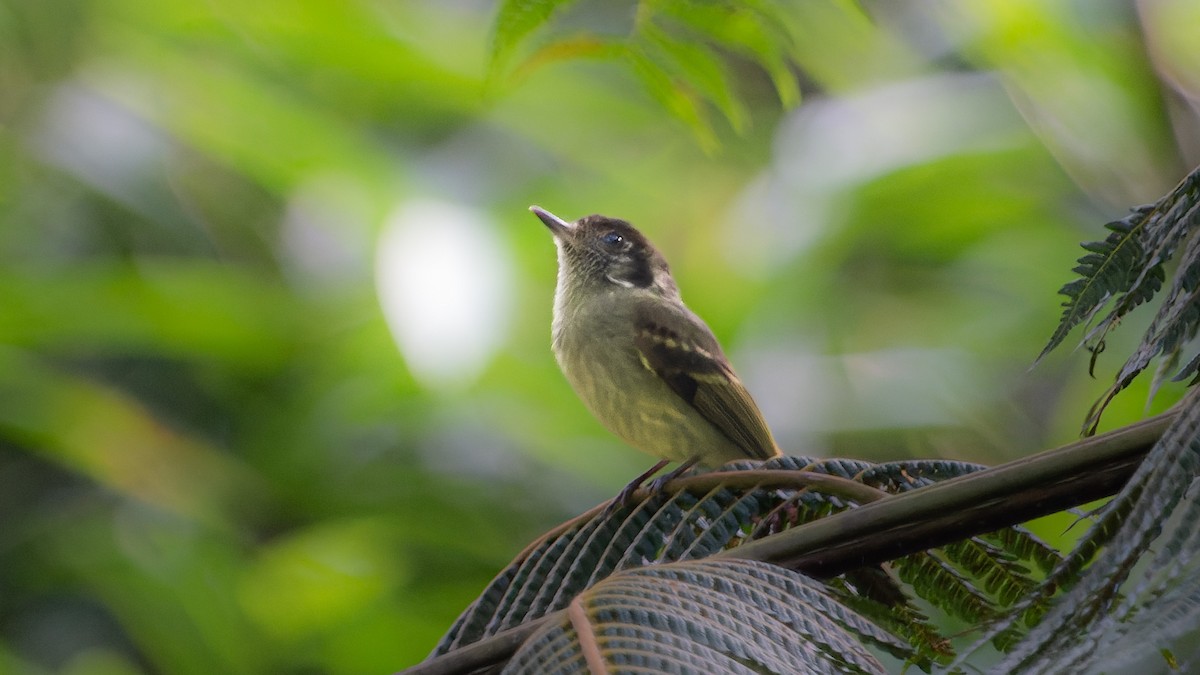 Sepia-capped Flycatcher - ML553753071