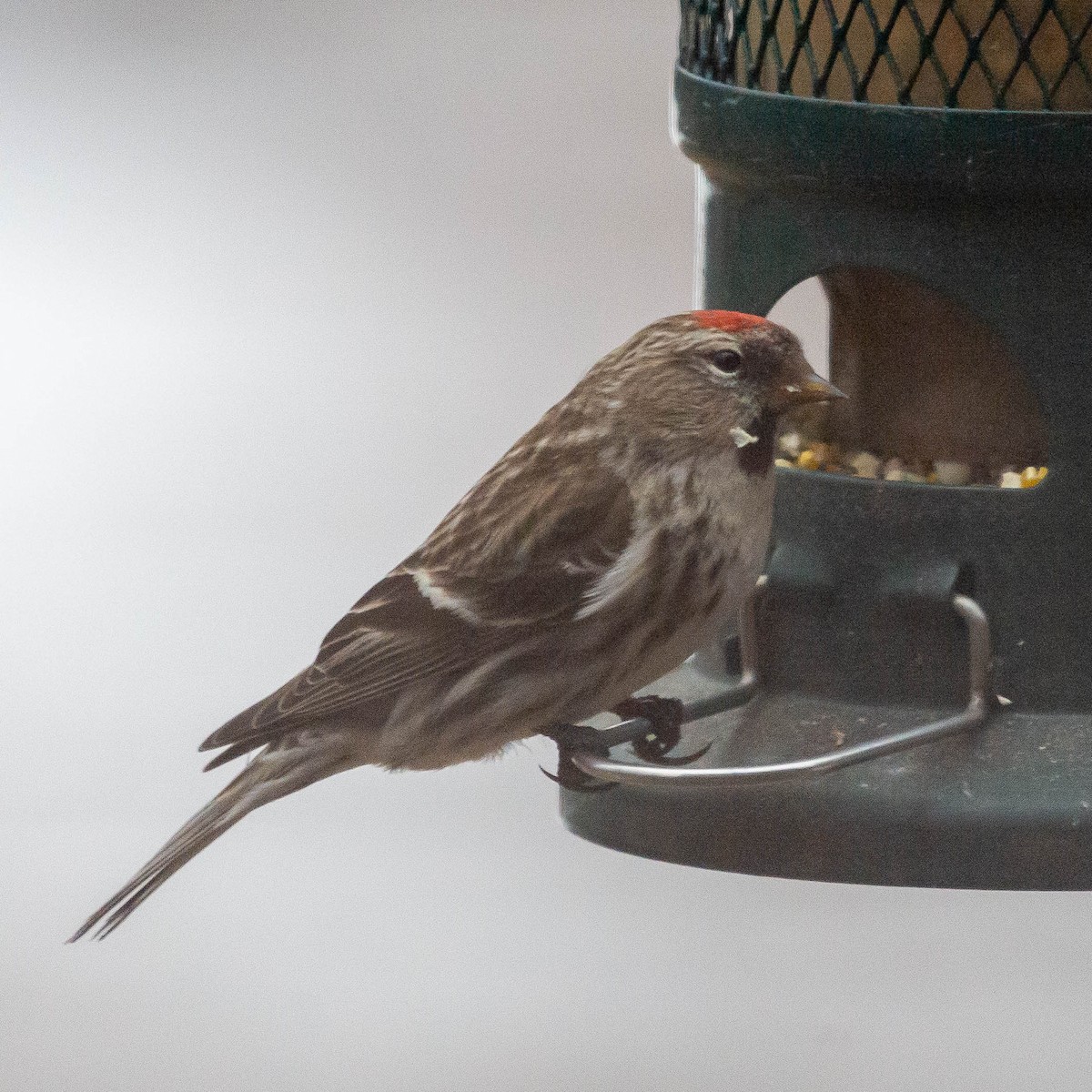 Redpoll (Common) - ML553754781