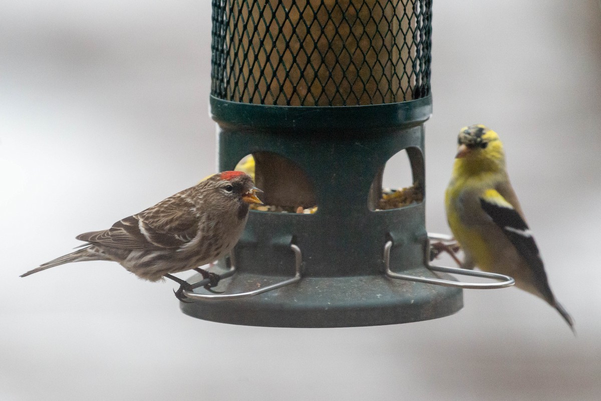 Redpoll (Common) - ML553754791