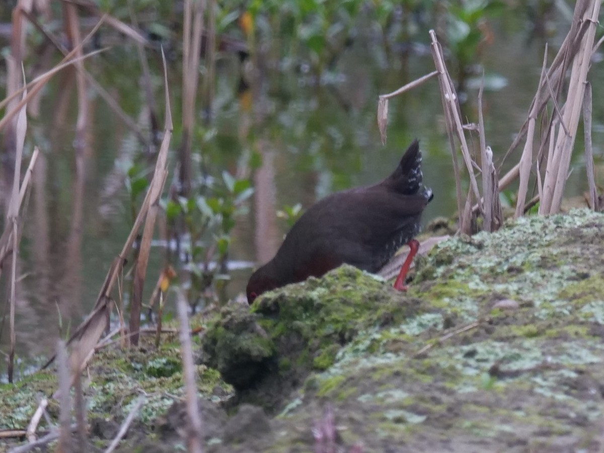 Ruddy-breasted Crake - ML553757211