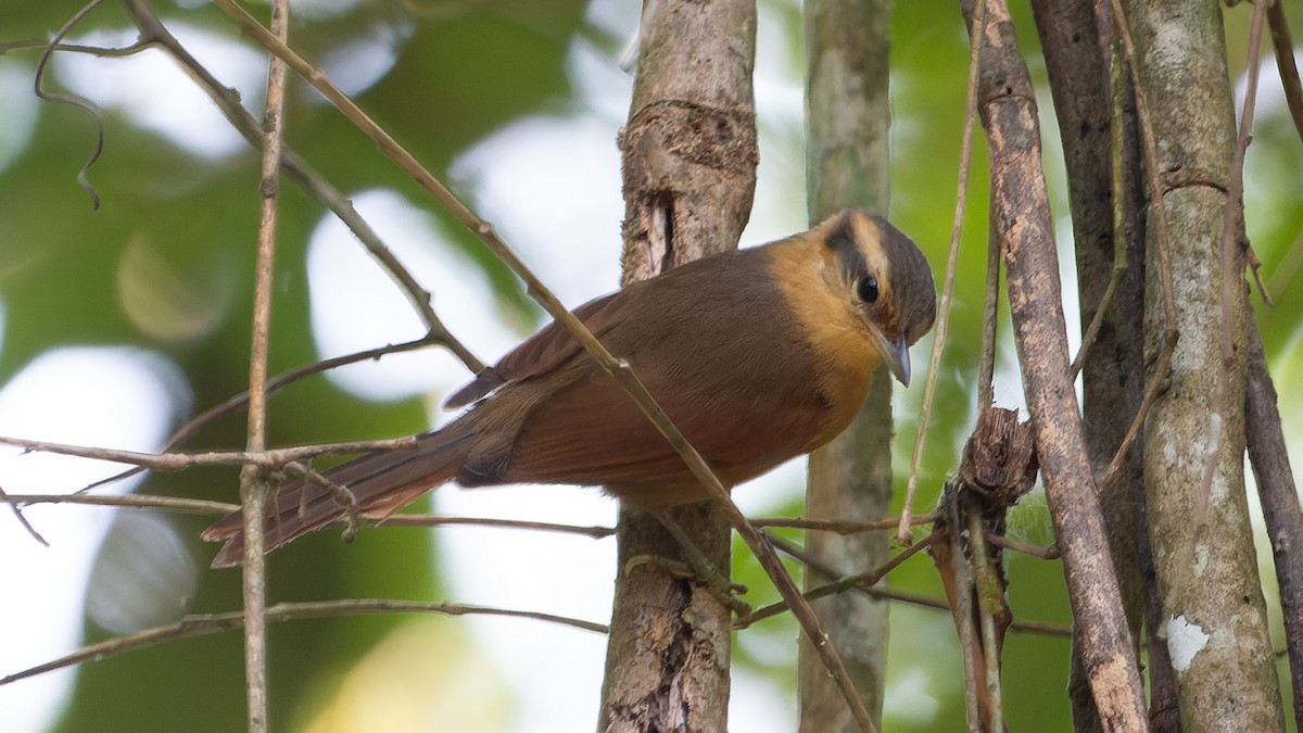 Ochre-breasted Foliage-gleaner - ML553758721