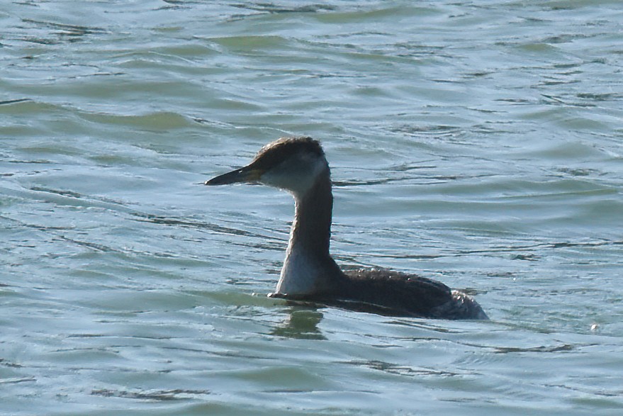 Red-necked Grebe - ML553758781