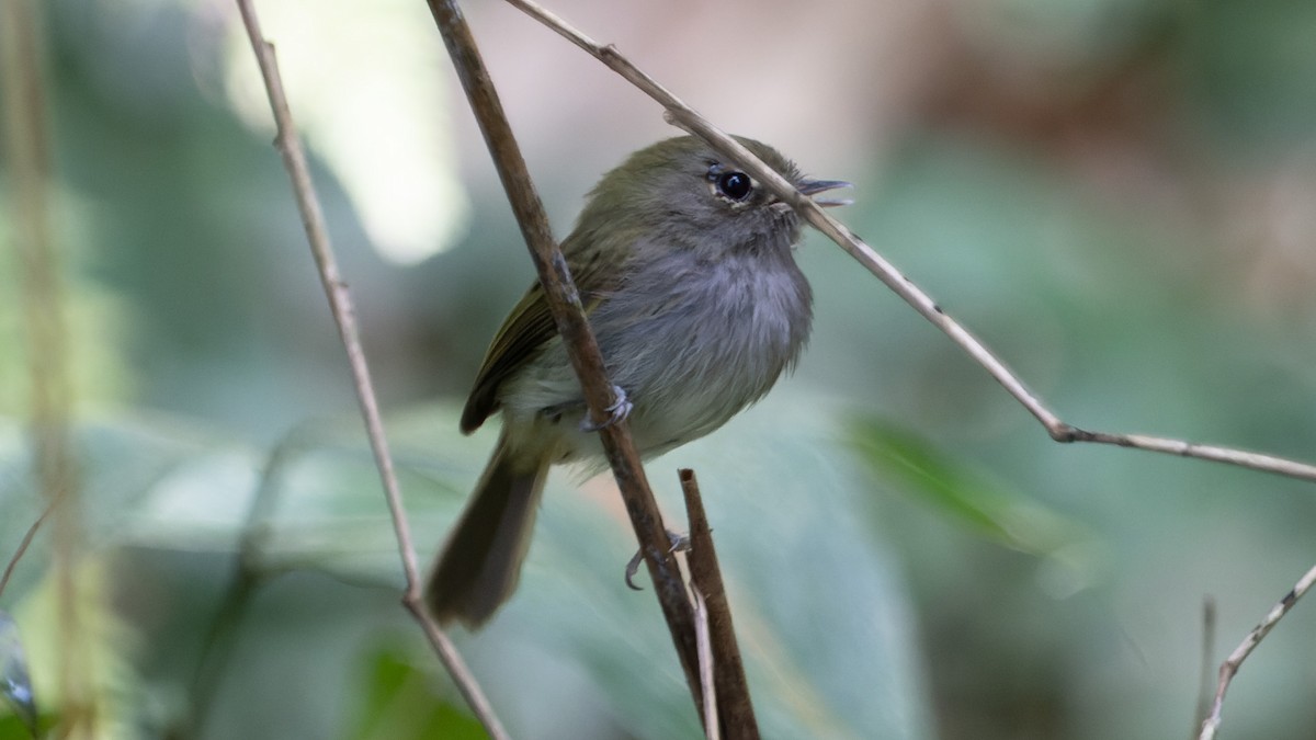 Drab-breasted Pygmy-Tyrant - ML553759481