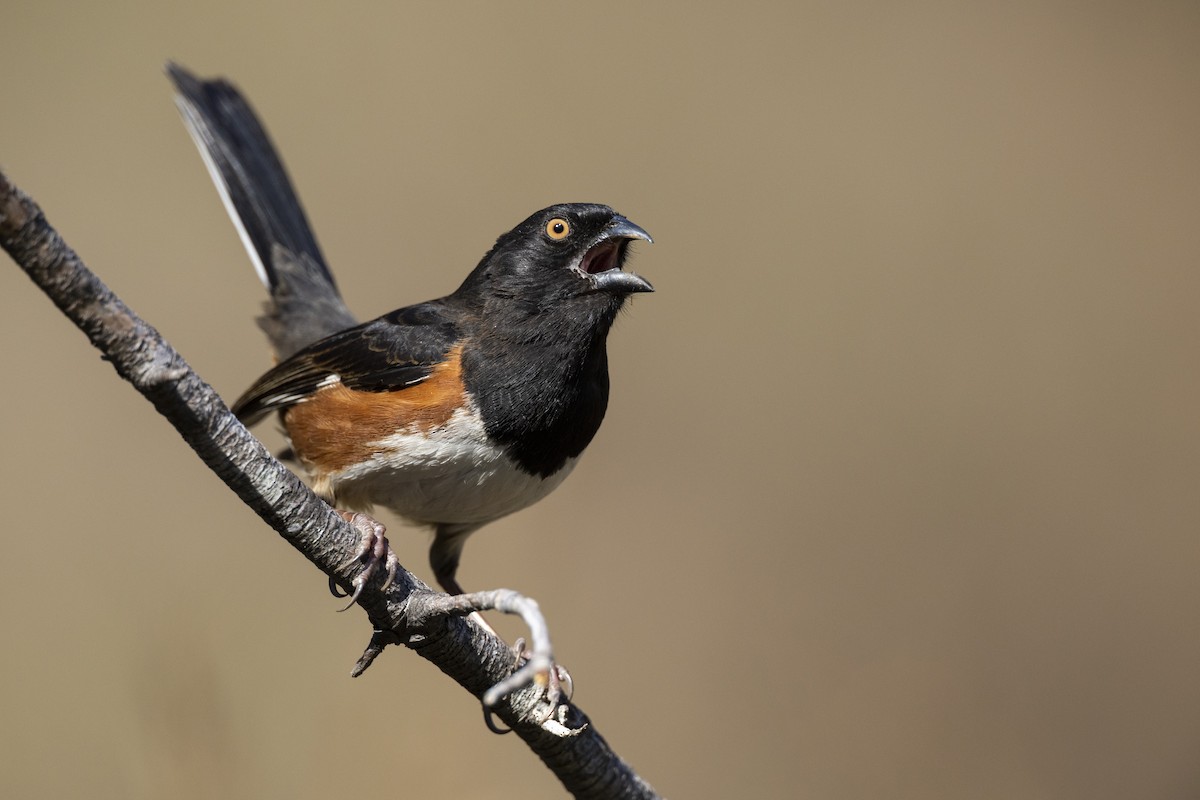 Eastern Towhee - ML553760411