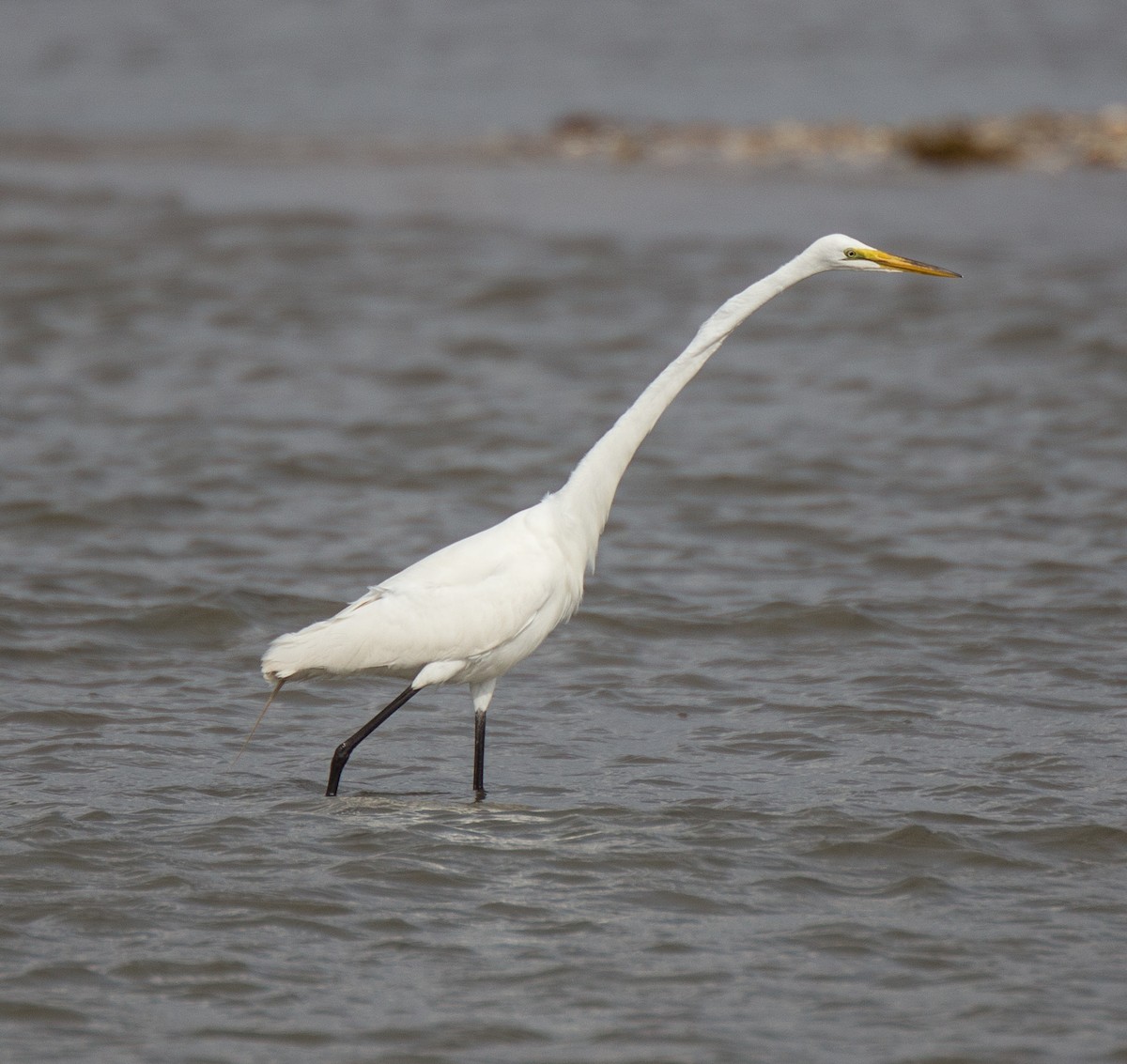 Great Egret - ML55376131