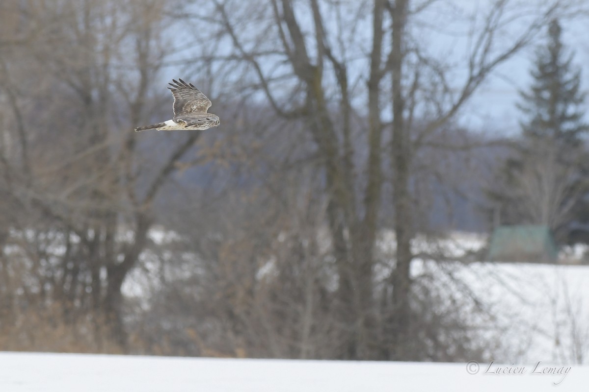 Northern Harrier - Lucien Lemay
