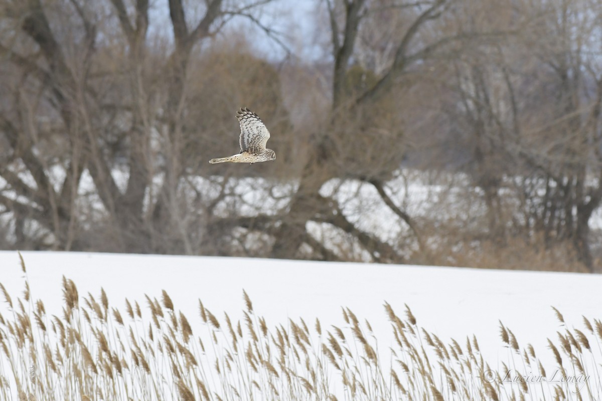 Northern Harrier - ML553763871