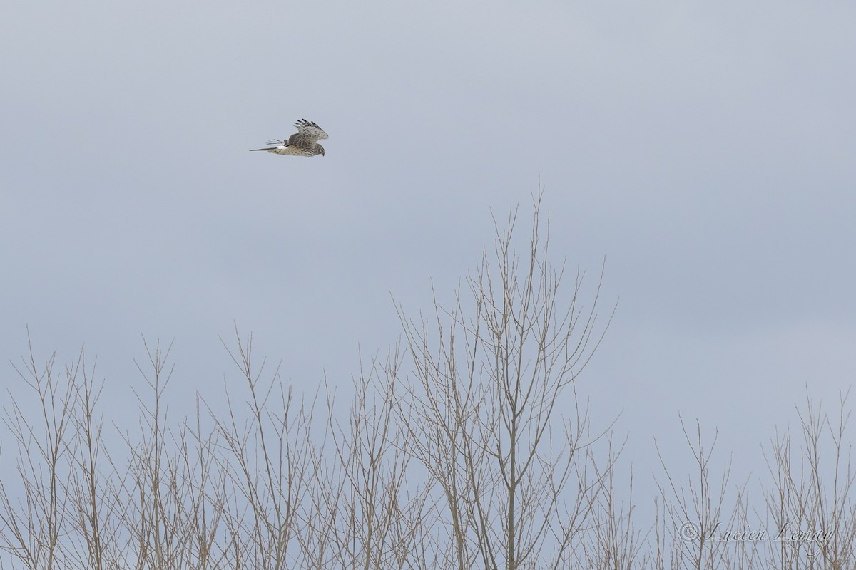 Northern Harrier - Lucien Lemay