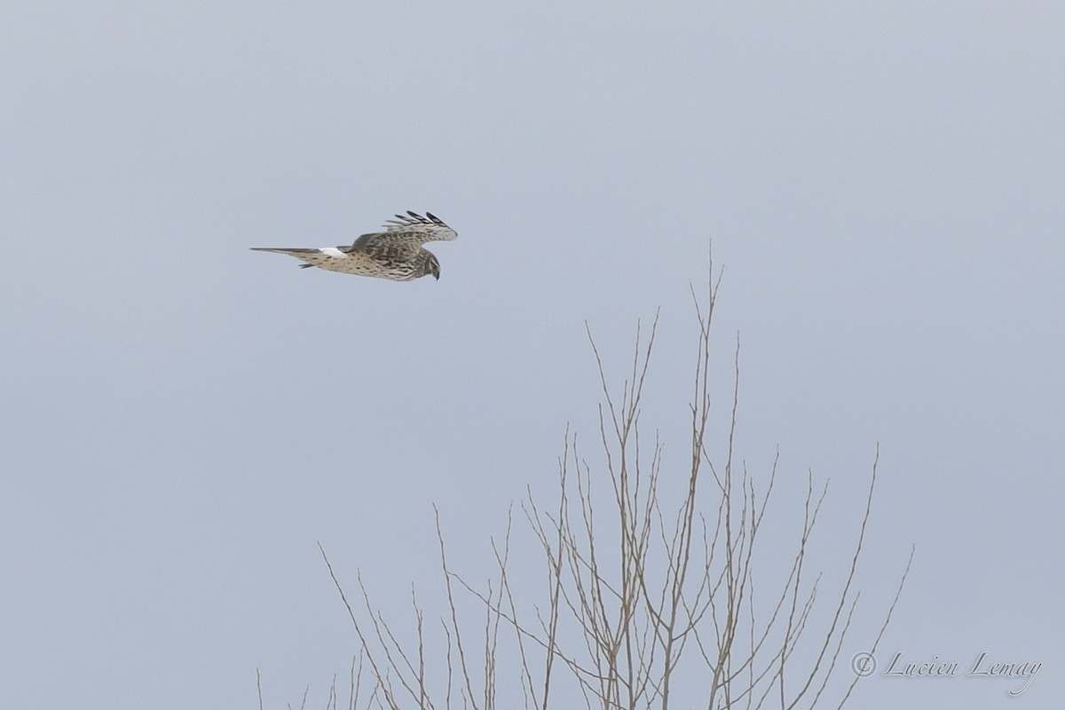 Northern Harrier - Lucien Lemay