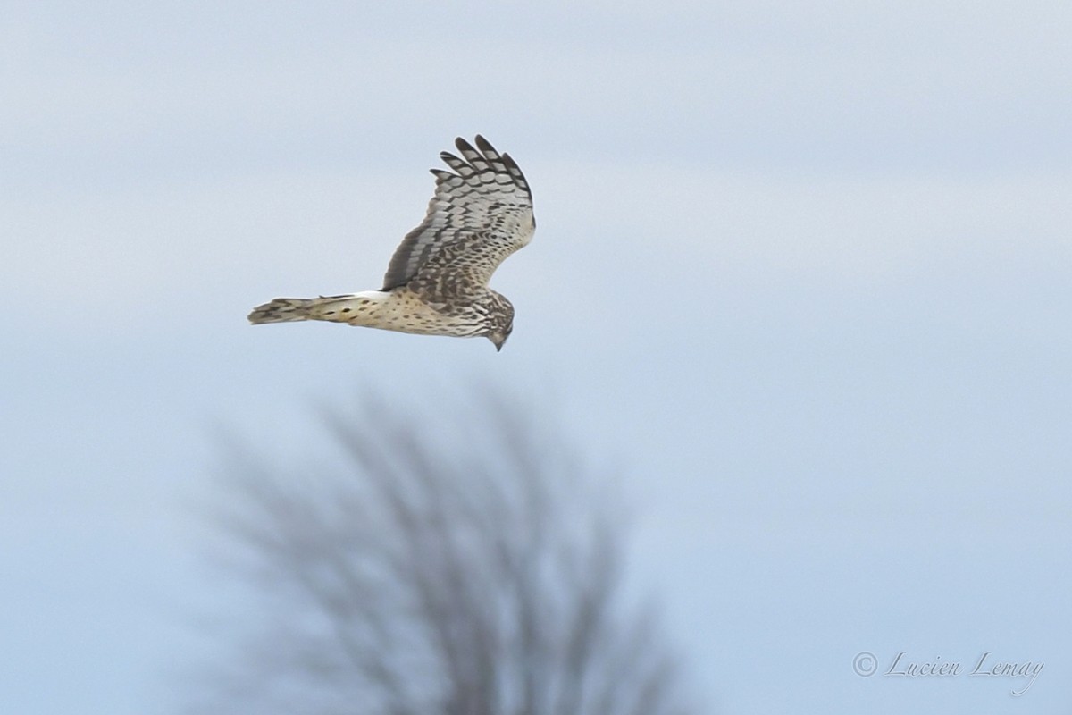 Northern Harrier - ML553764081