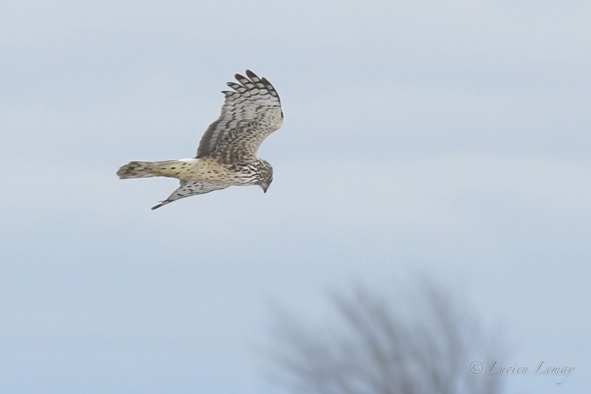 Northern Harrier - Lucien Lemay