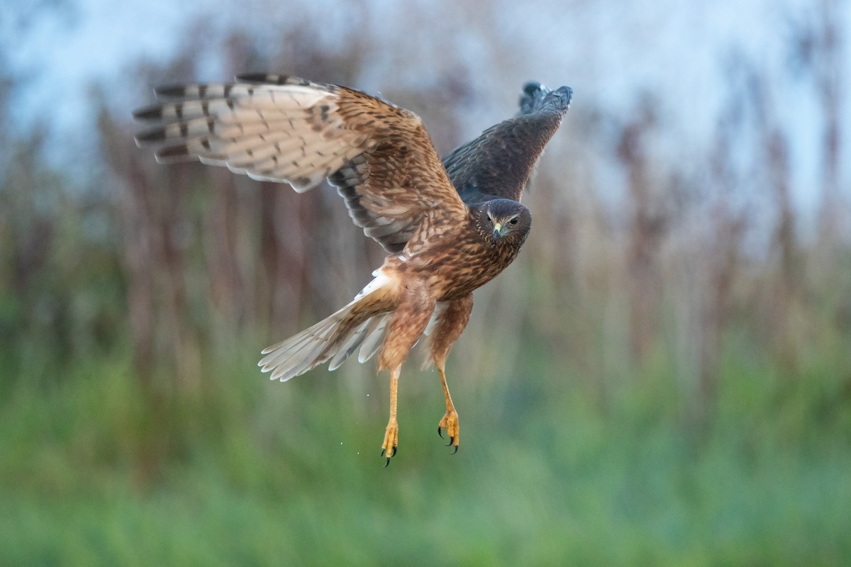 Swamp Harrier - ML553765021