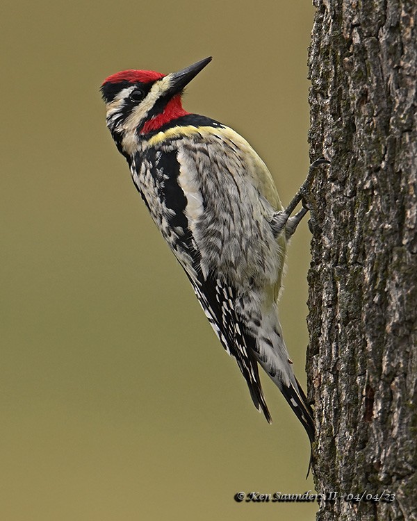 Yellow-bellied Sapsucker - ML553766211