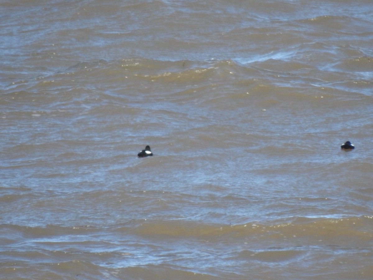 Black Guillemot - ML553766541