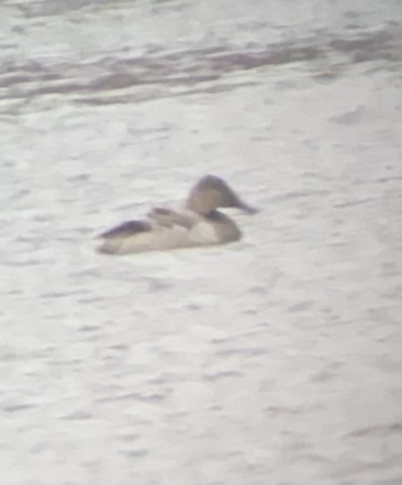 Canvasback - John Lorenc