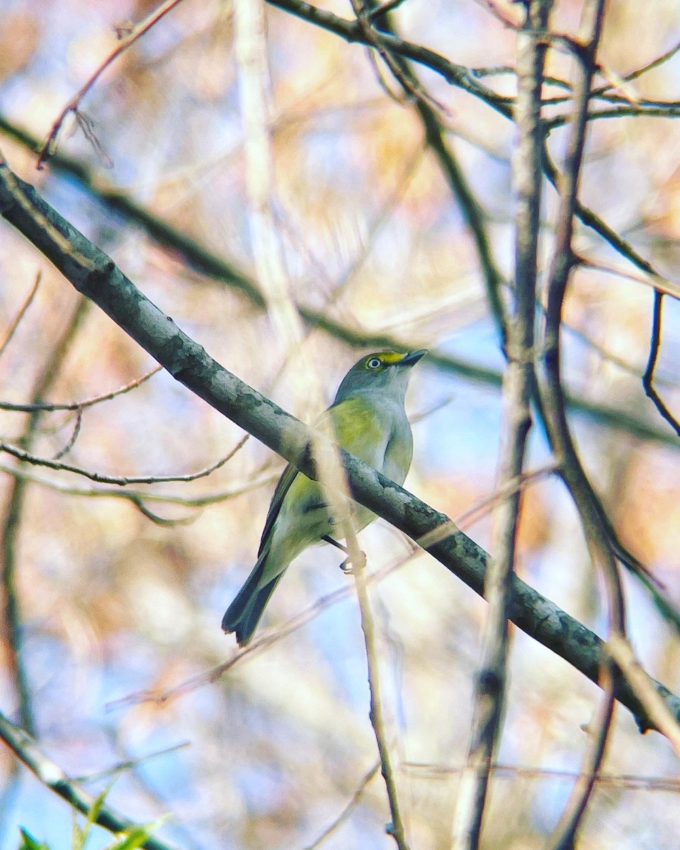 Ak Gözlü Vireo - ML553770031