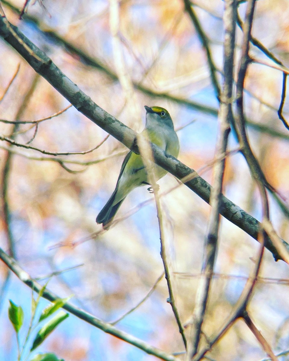 Ak Gözlü Vireo - ML553770041