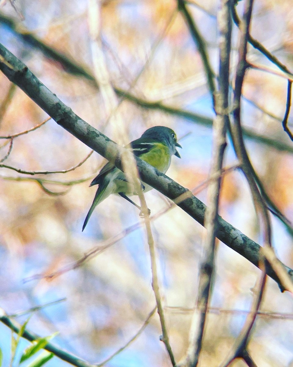 Ak Gözlü Vireo - ML553770051