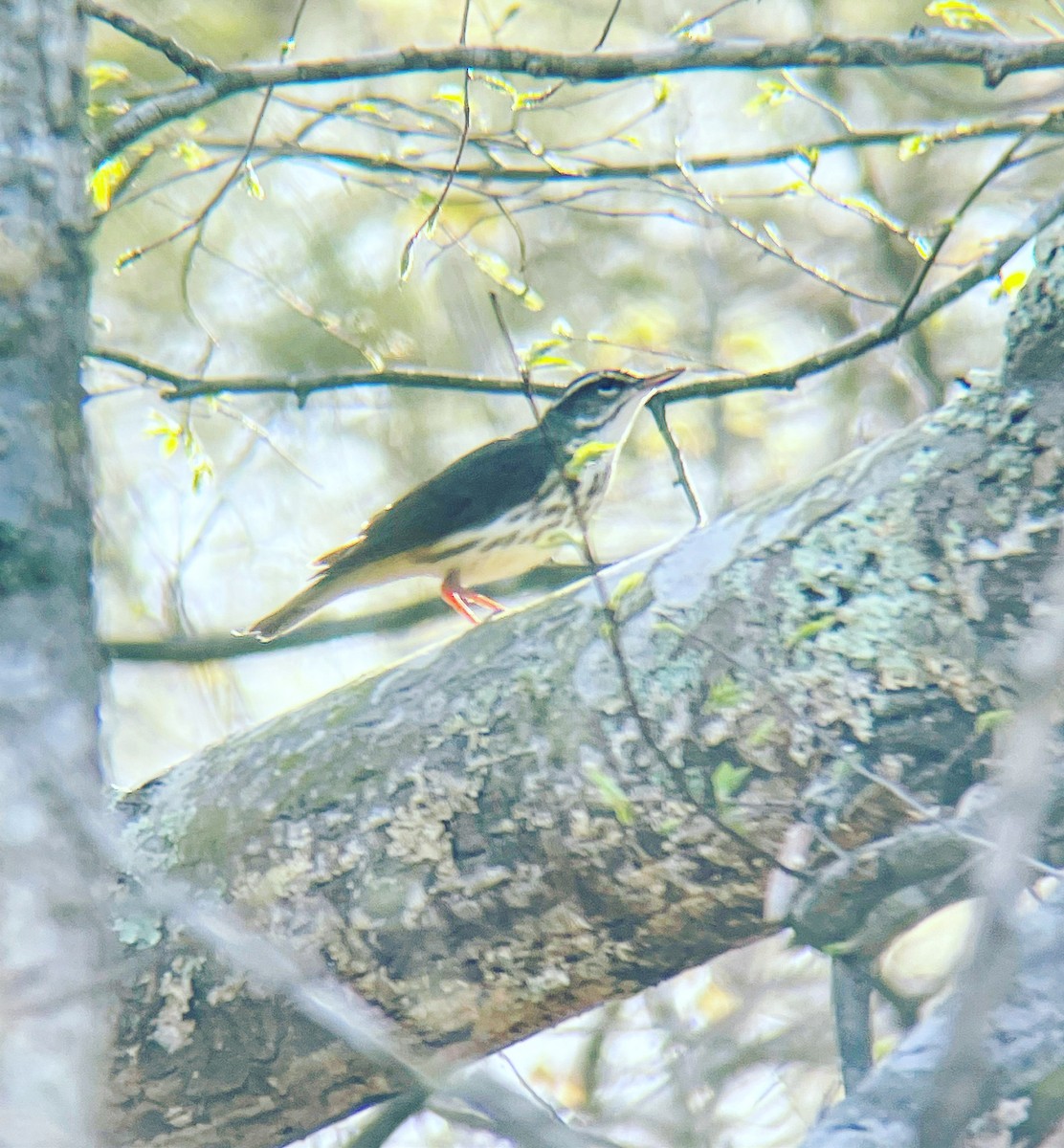 Louisiana Waterthrush - ML553770151