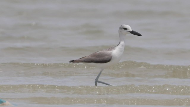 Crab-Plover - ML553771681