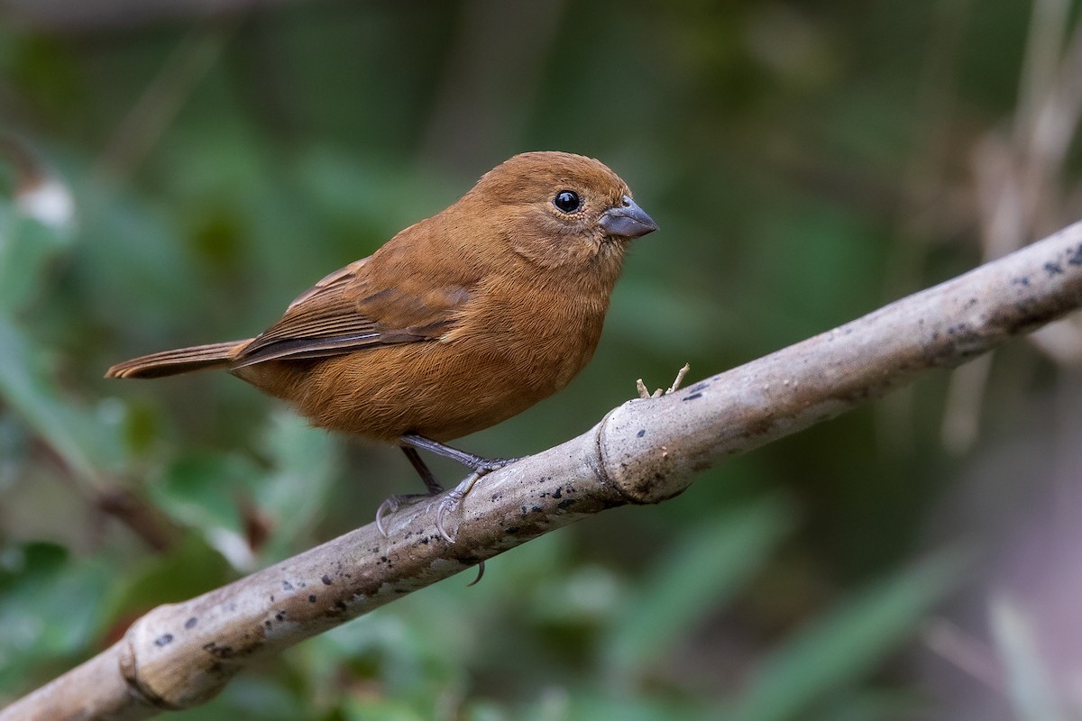 Blackish-blue Seedeater - ML553771701