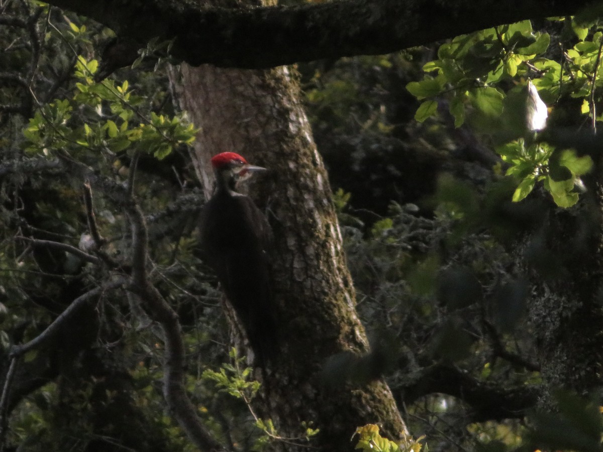 Pileated Woodpecker - ML553771741