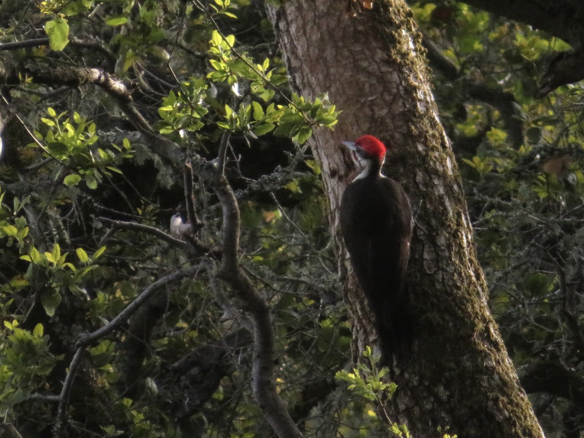 Pileated Woodpecker - ML553771751
