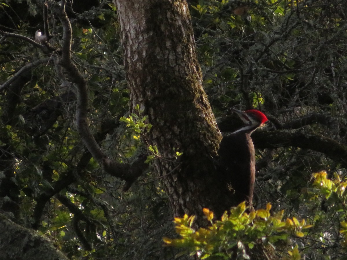 Pileated Woodpecker - ML553771761