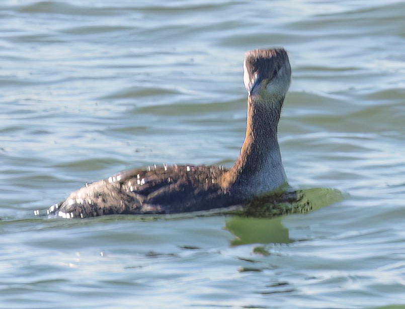 Red-necked Grebe - ML553772721