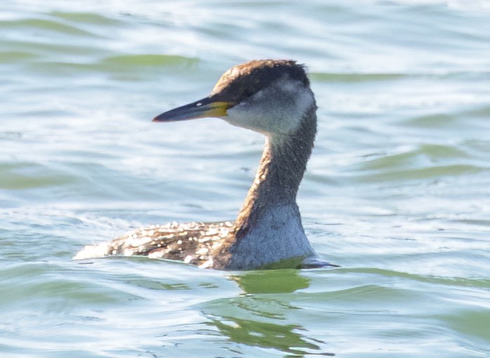 Red-necked Grebe - ML553772731