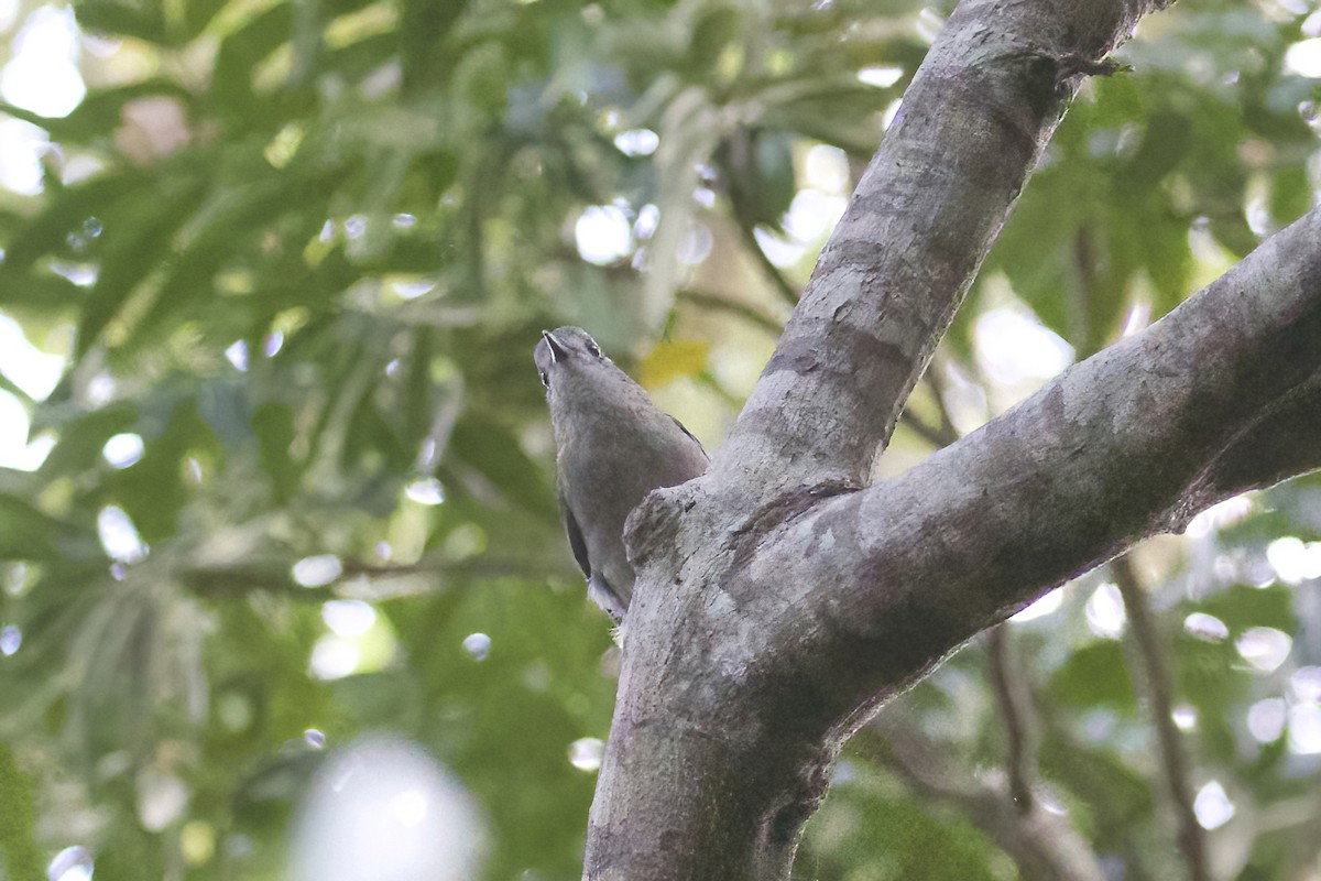 Gray Shrikethrush - ML553775251