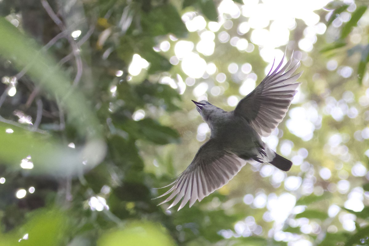 Gray Shrikethrush - ML553775261