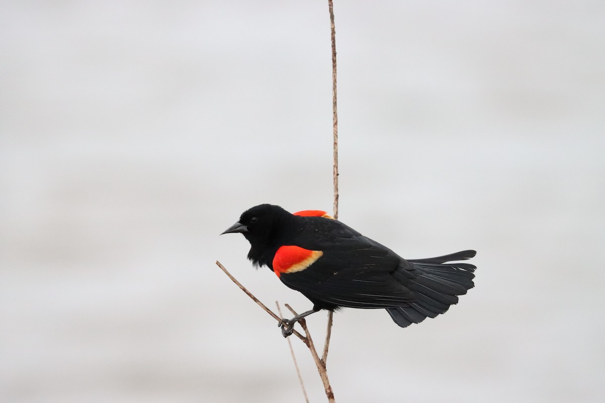 Red-winged Blackbird - ML553776681