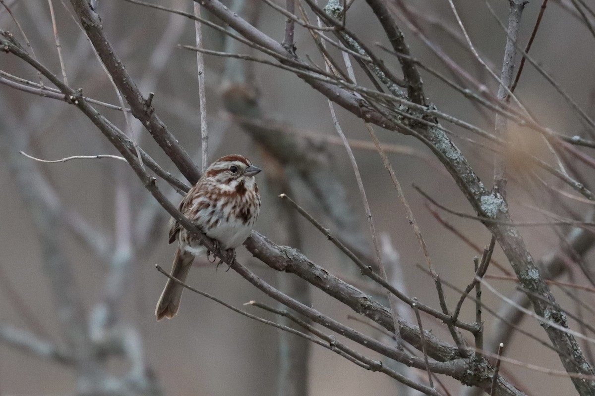 Song Sparrow - ML553776771