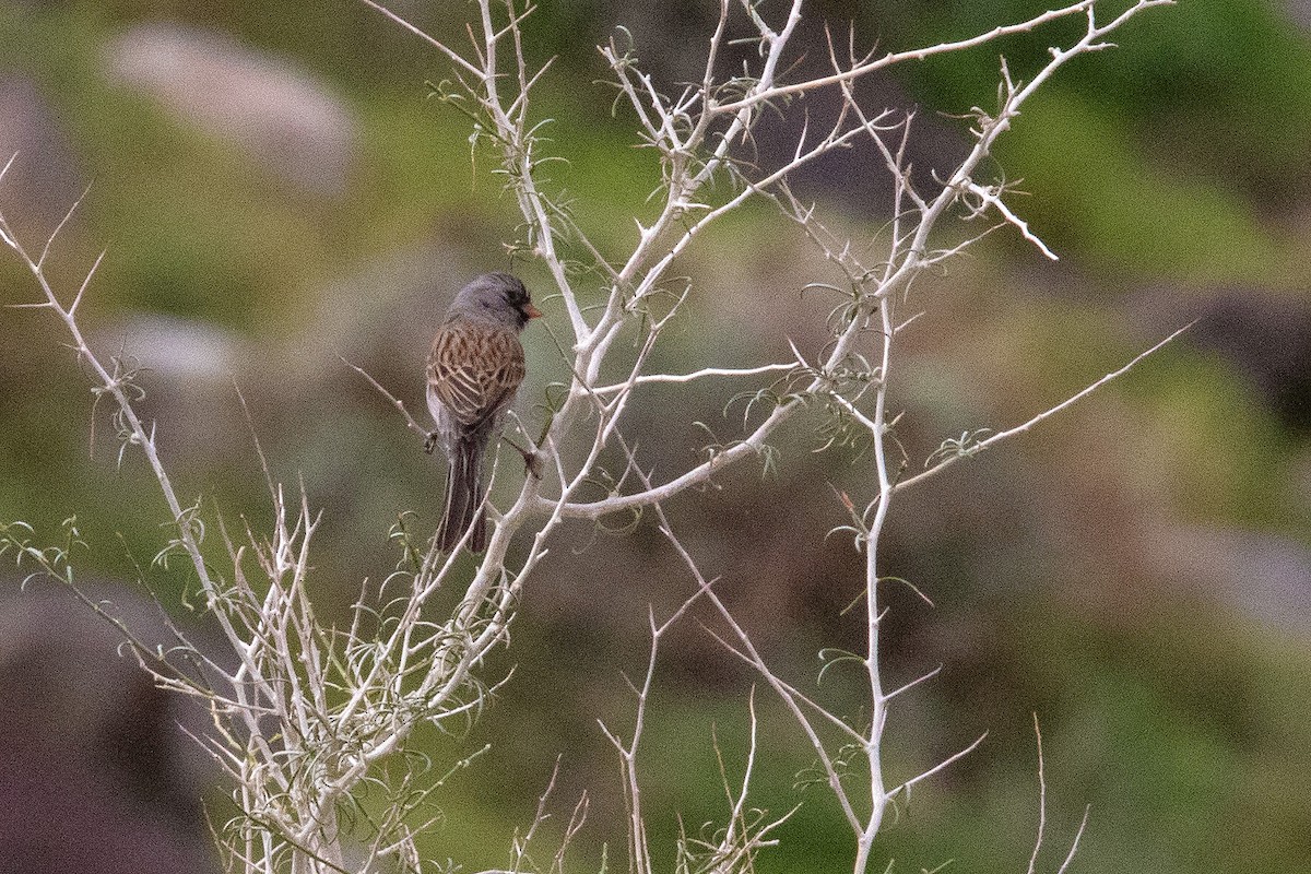 Black-chinned Sparrow - ML553777121