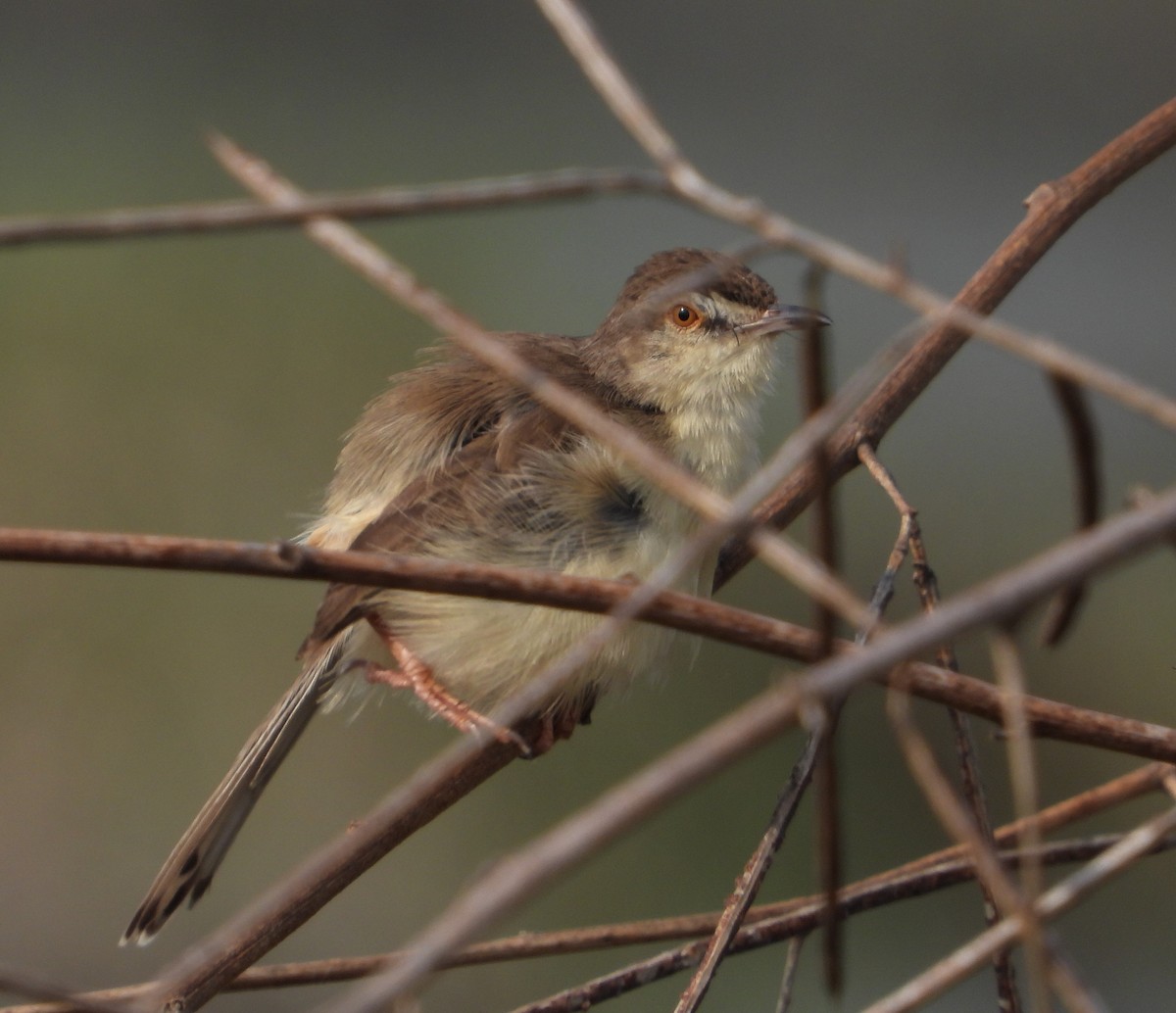 Plain Prinia - ML553777181