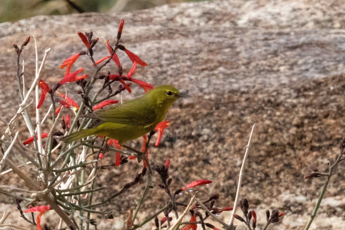 Orange-crowned Warbler - ML553777251