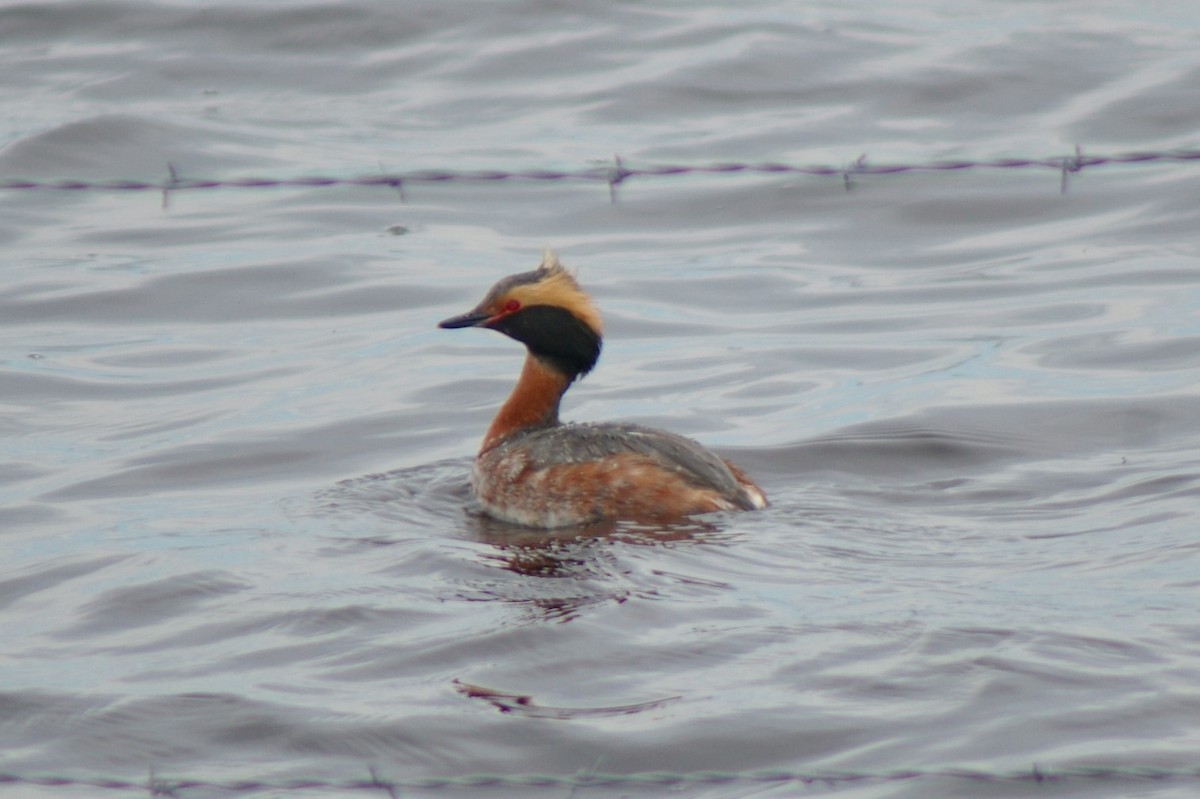 Horned Grebe - ML55377741