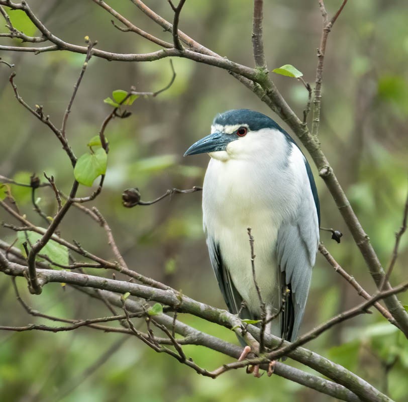 Black-crowned Night Heron - ML553778111